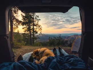 camping en forêt